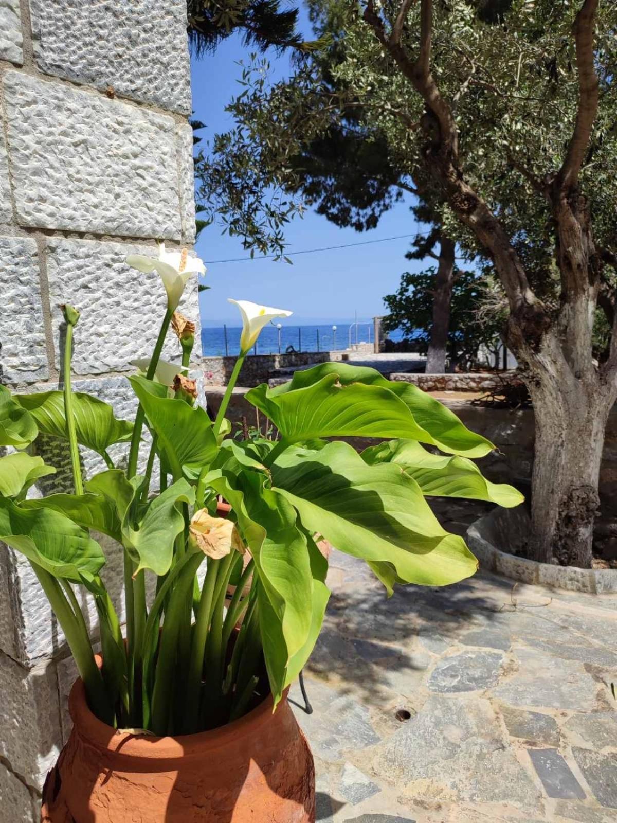 Hotel Ktima Zaxarias Kokkala Exterior foto